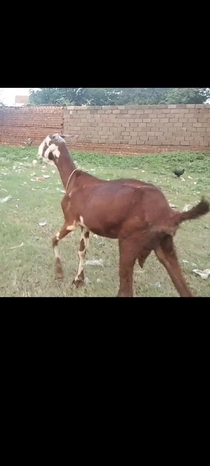 tiddi/nachi cross goat 3mnth pragnet 0311. . 509.4836 Whatsapp — photo 2