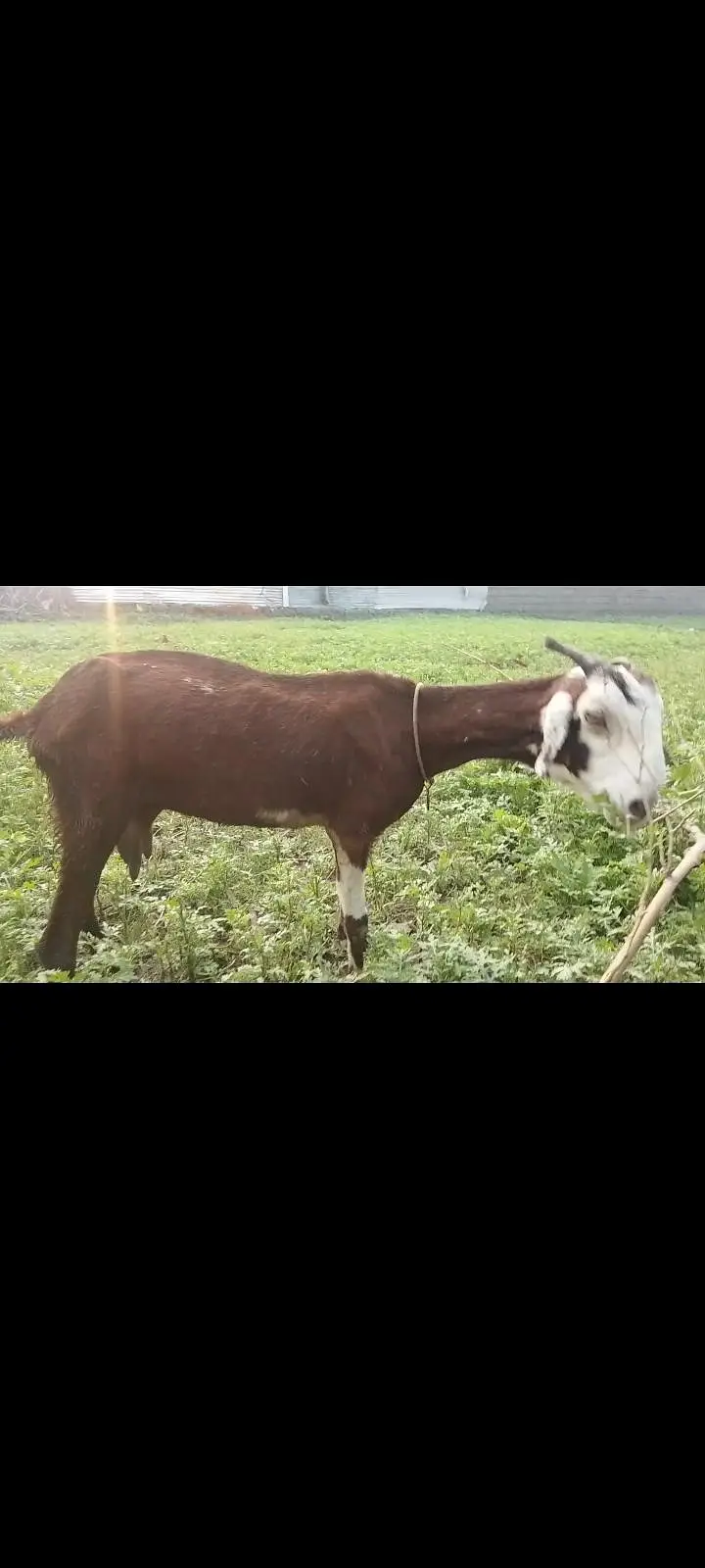 tiddi/nachi cross goat 3mnth pragnet 0311. . 509.4836 Whatsapp — photo 3