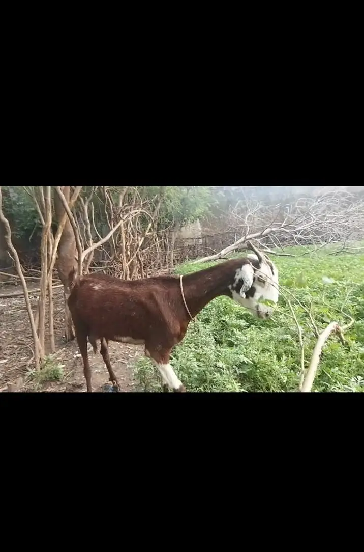 tiddi/nachi cross goat 3mnth pragnet 0311. . 509.4836 Whatsapp — photo 4