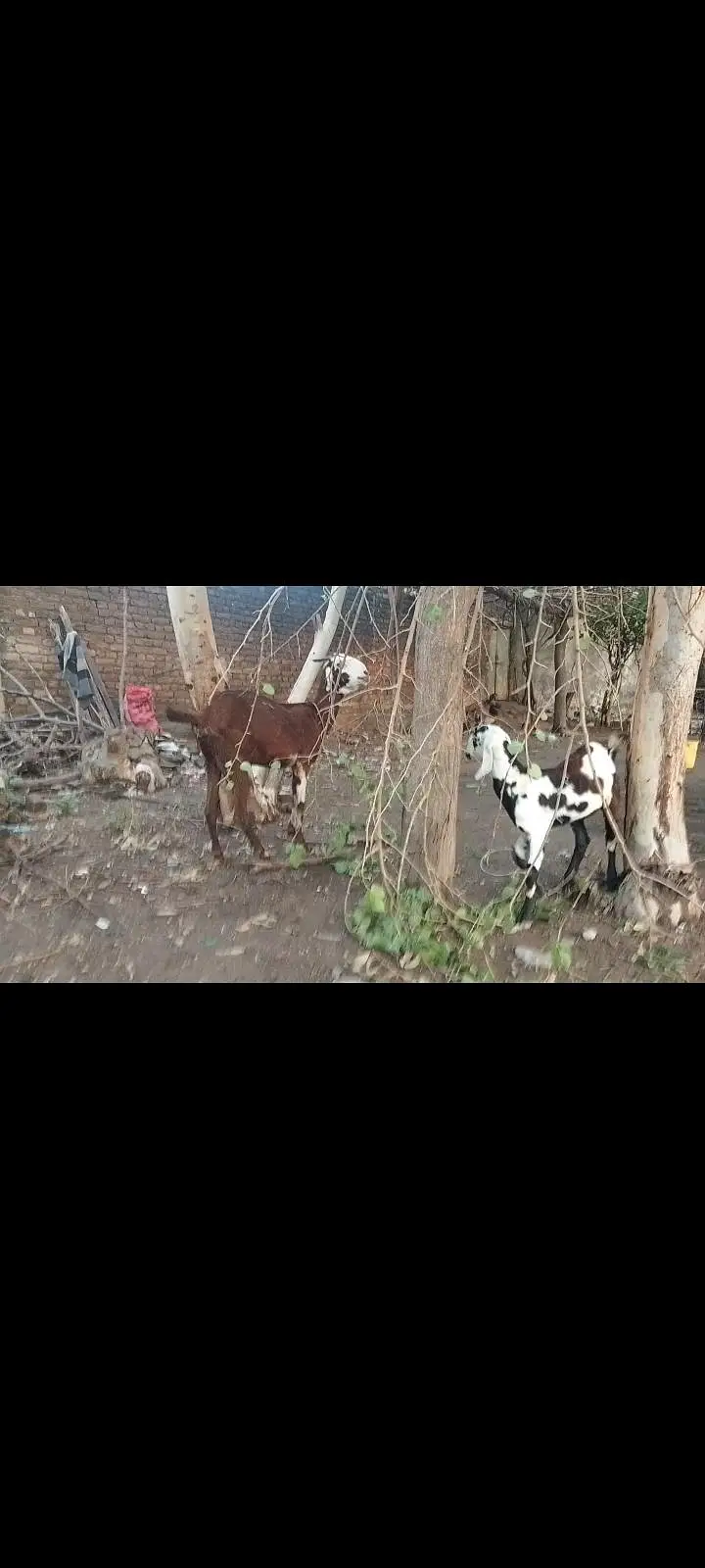 tiddi/nachi cross goat 3mnth pragnet 0311. . 509.4836 Whatsapp — photo 5