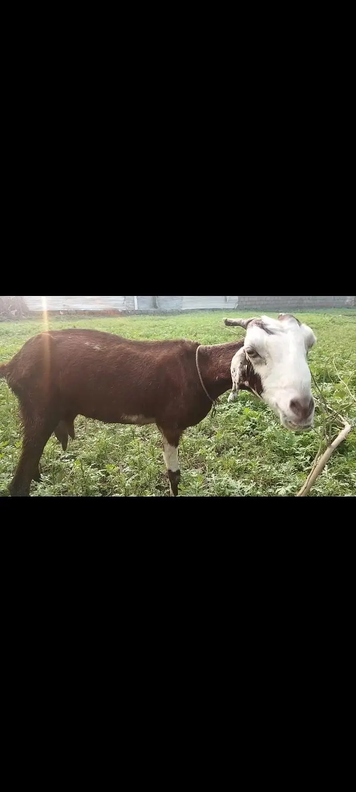 tiddi/nachi cross goat 3mnth pragnet 0311. . 509.4836 Whatsapp — photo 6