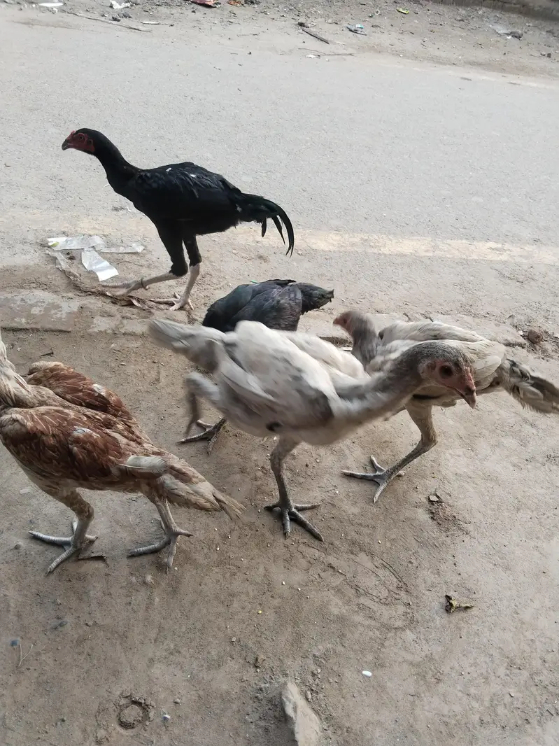 aseel Pate — photo 2