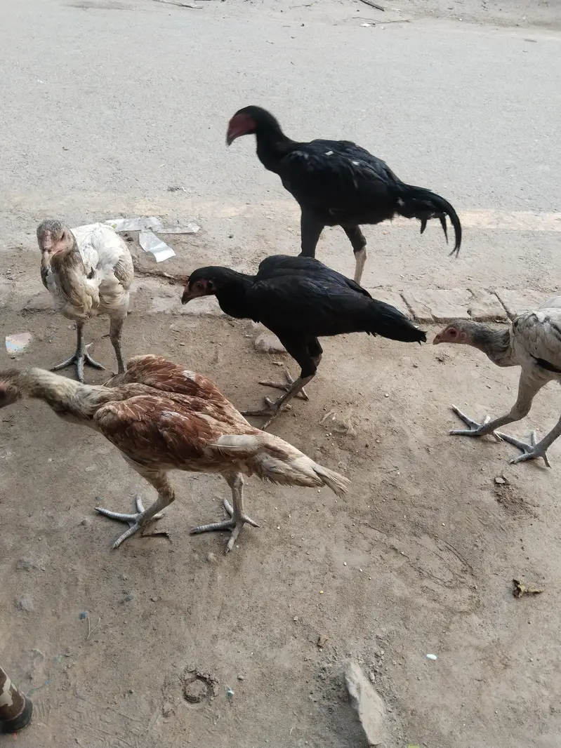 aseel Pate — photo 8