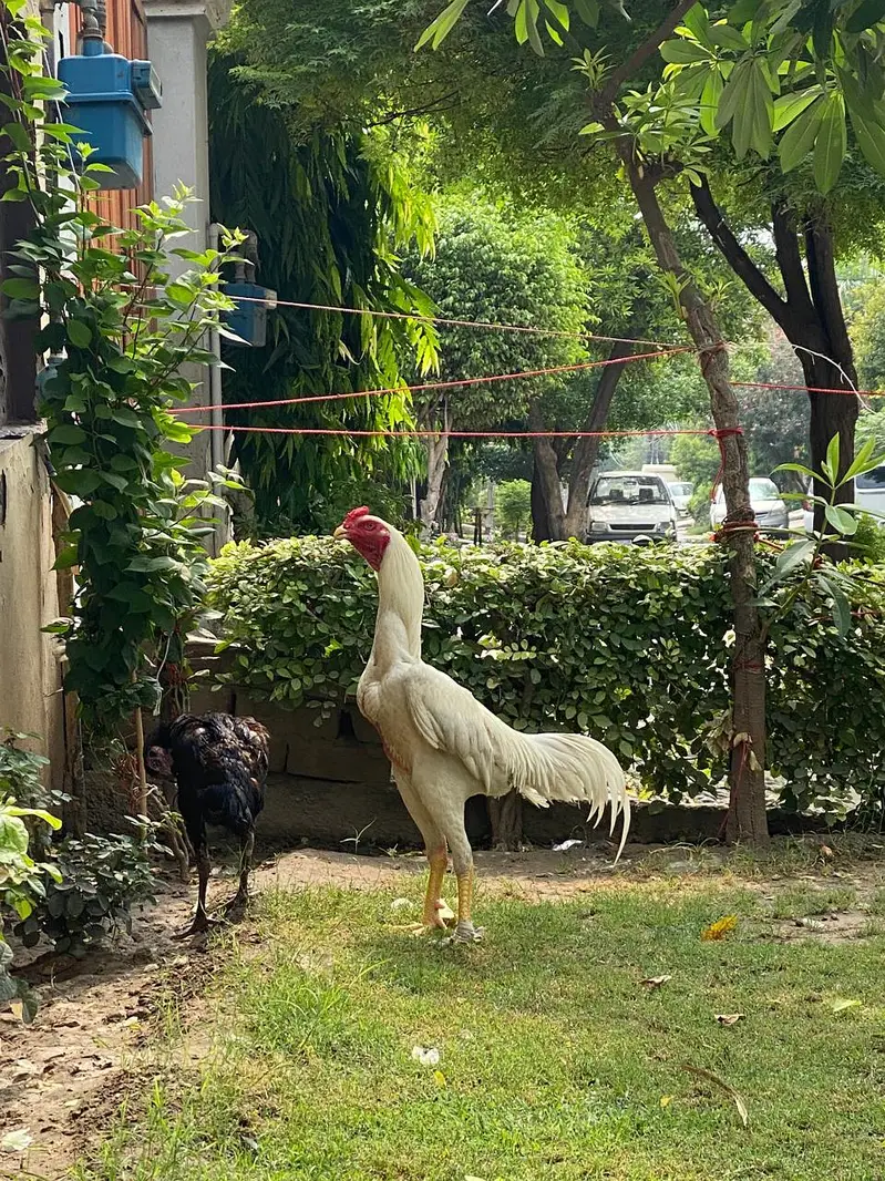 white king shamo — photo 4