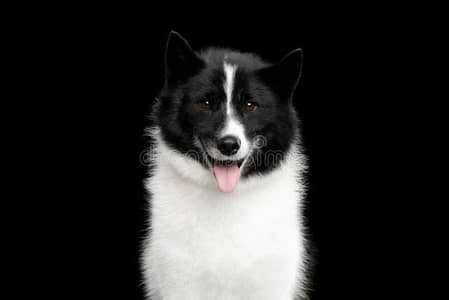 female white black color small height
