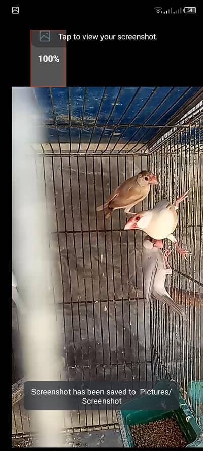 2fawn ,1opal,1silver java for sell