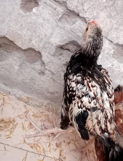 Aseel hen