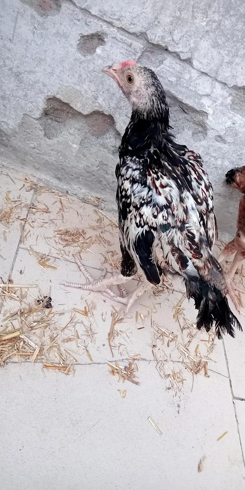 Aseel hen — photo 2