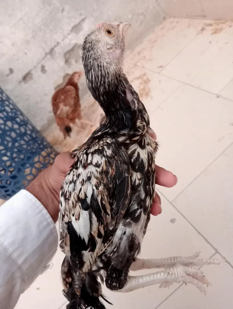 Aseel hen — photo 3