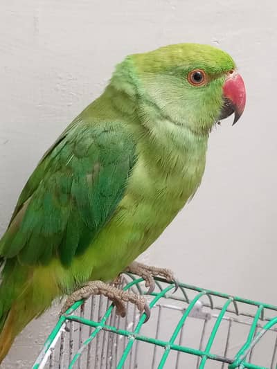 Male Green Ringneck Parrot | Healthy & Beautiful | For Sale