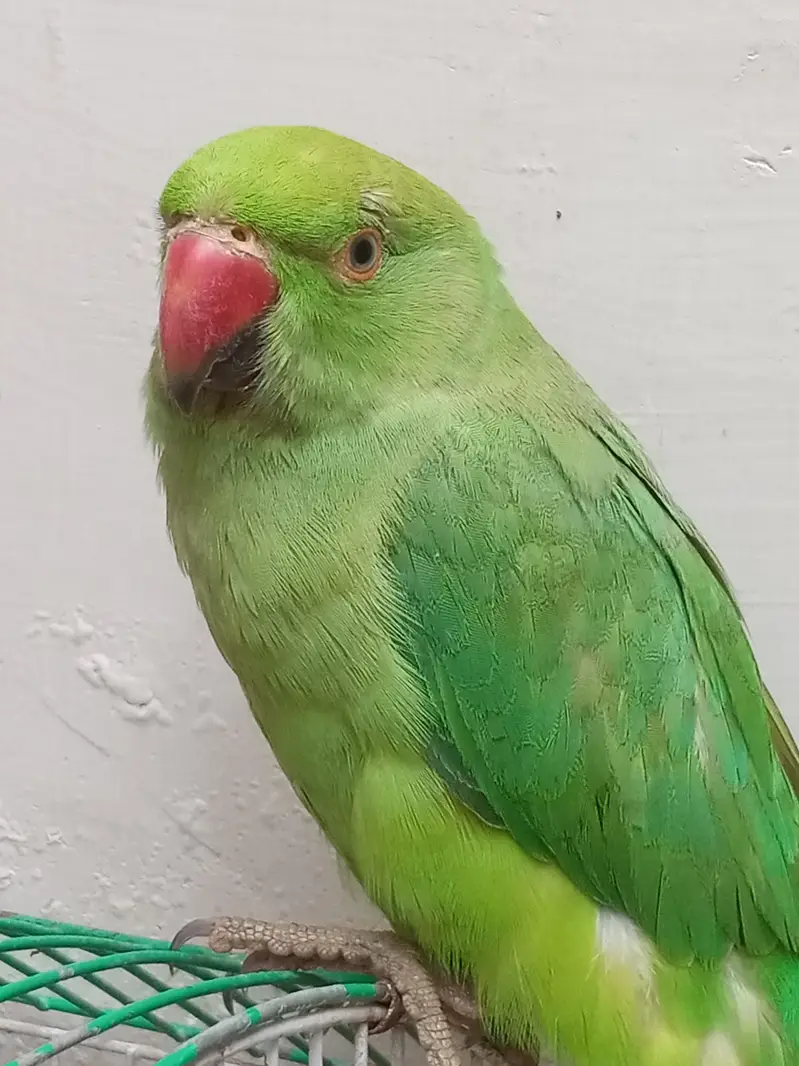 Male Green Ringneck Parrot | Healthy & Beautiful | For Sale — photo 2