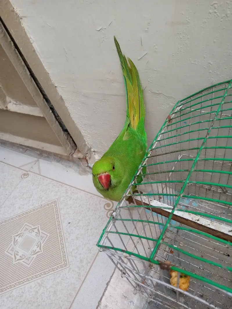 Male Green Ringneck Parrot | Healthy & Beautiful | For Sale — photo 3