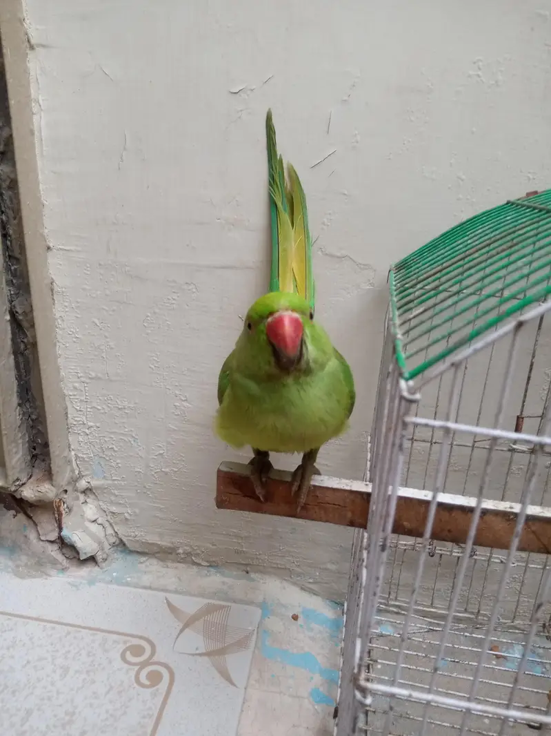 Male Green Ringneck Parrot | Healthy & Beautiful | For Sale — photo 4
