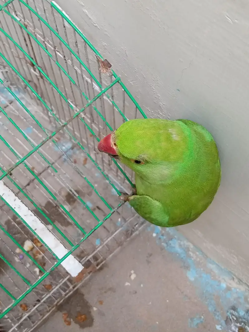 Male Green Ringneck Parrot | Healthy & Beautiful | For Sale — photo 5