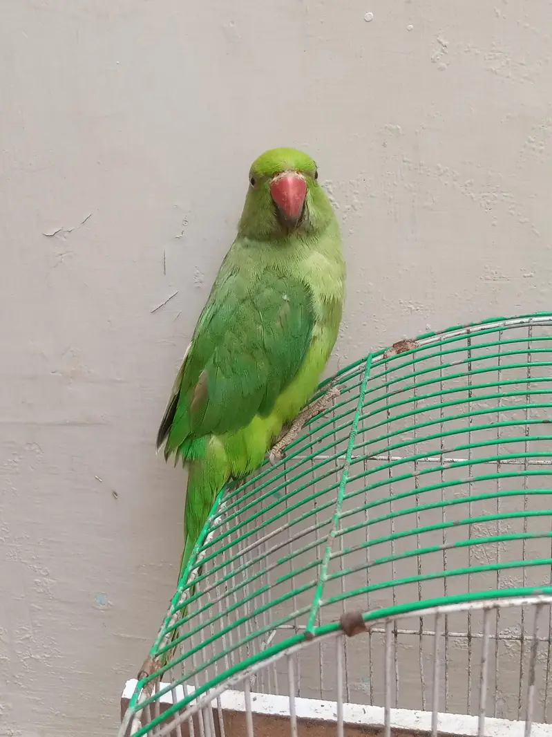 Male Green Ringneck Parrot | Healthy & Beautiful | For Sale — photo 6