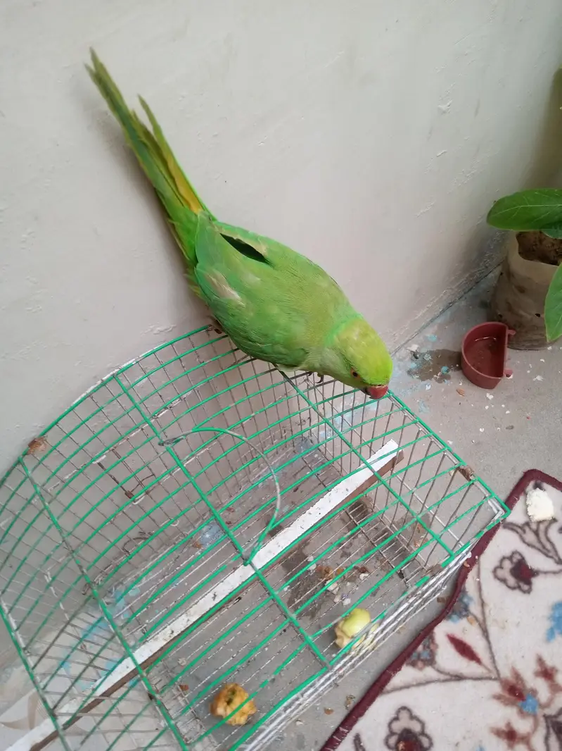 Male Green Ringneck Parrot | Healthy & Beautiful | For Sale — photo 7