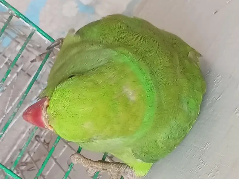 Male Green Ringneck Parrot | Healthy & Beautiful | For Sale — photo 8