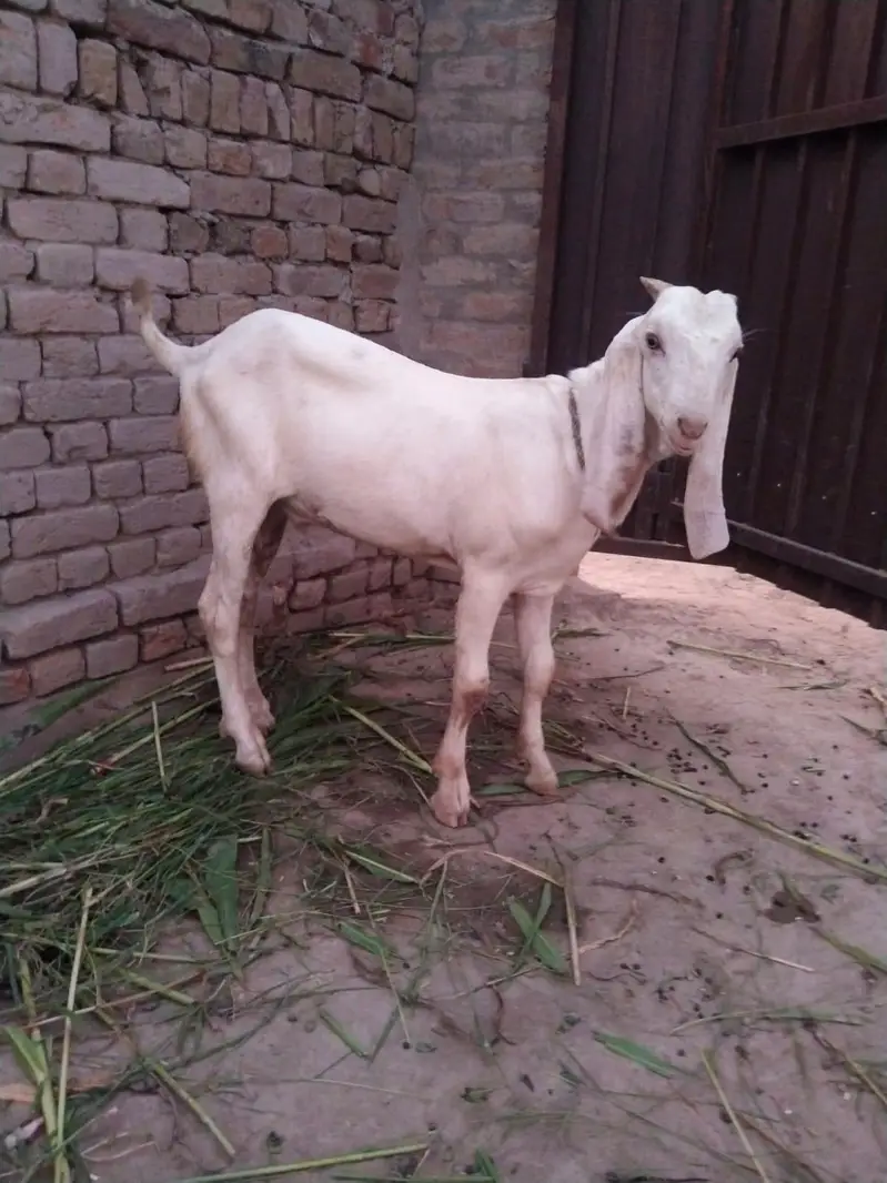 desi Bakra for Sale Call 0349.0704921 — photo 2