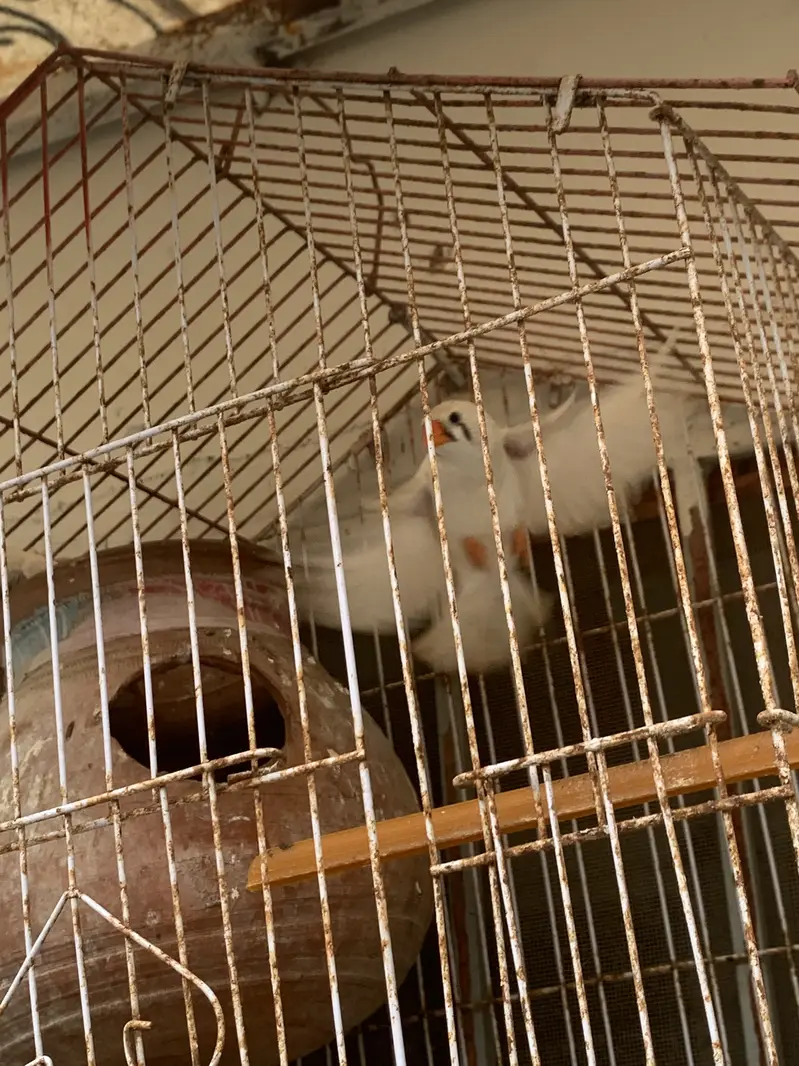 Finches breeding pair sale hai
