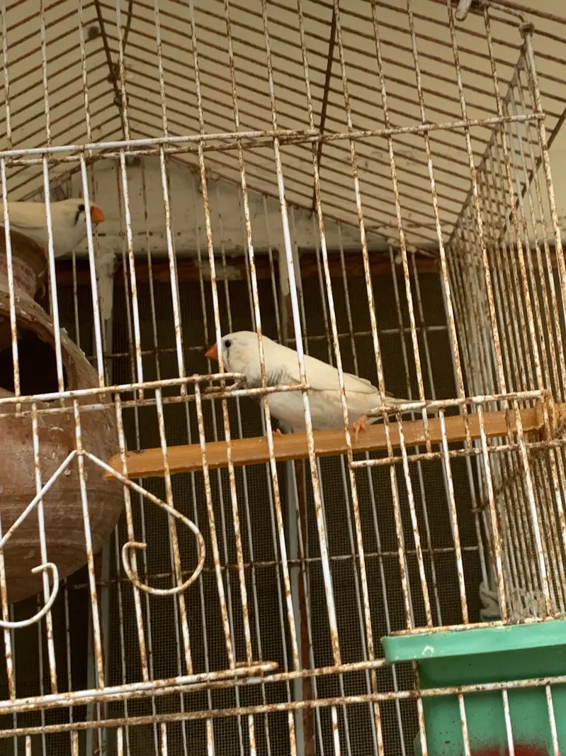 Finches breeding pair sale hai — photo 2