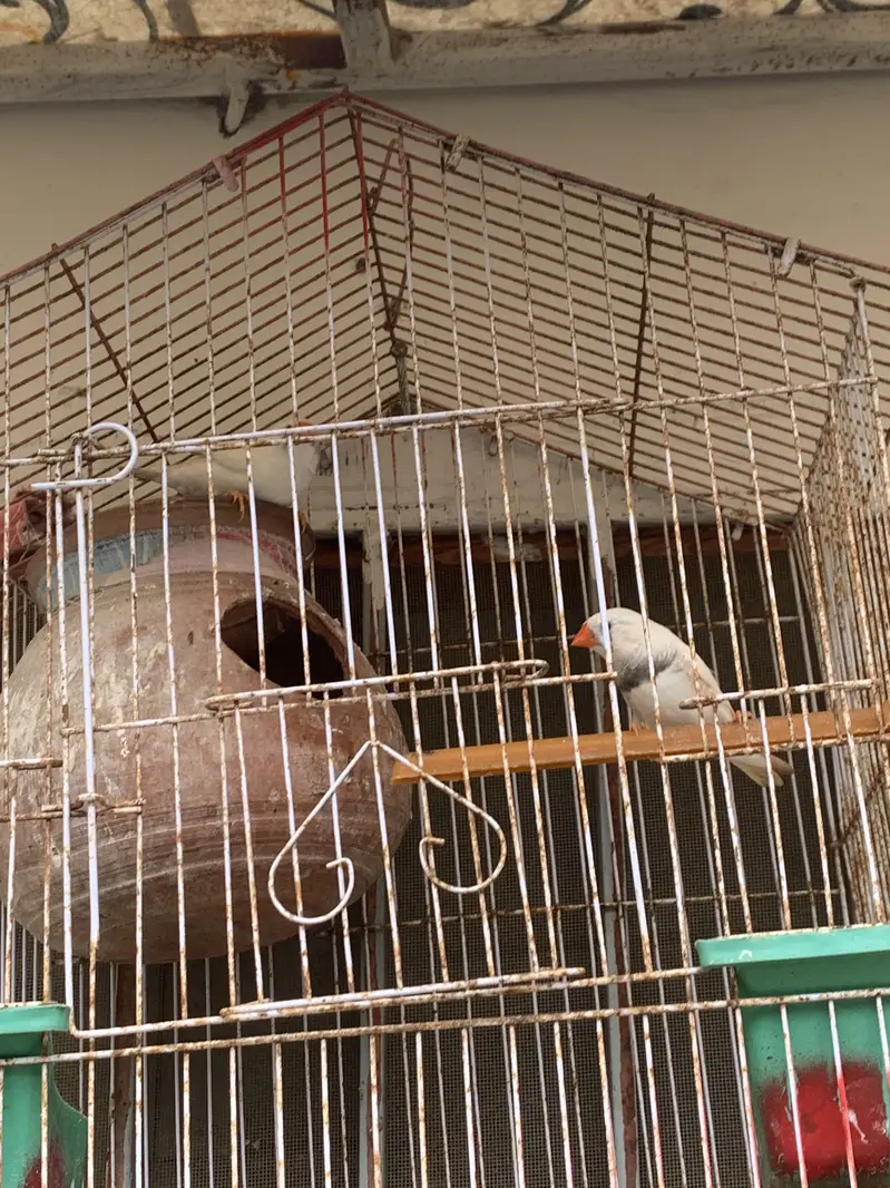 Finches breeding pair sale hai — photo 3