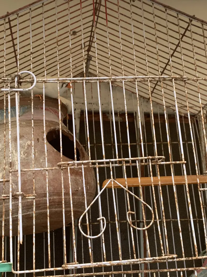 Finches breeding pair sale hai — photo 4