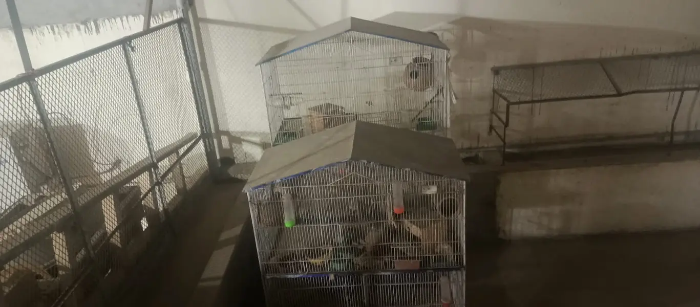 Cages | bird cage | iron cage | portion cage | moveable cage | pin — photo 2