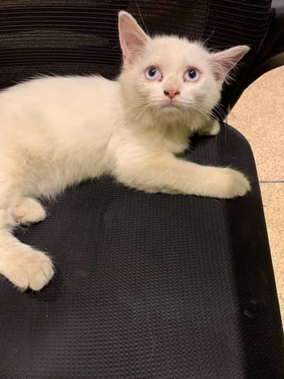 *Persian Cats Available for Sale*