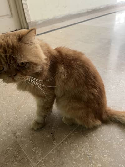 Punch cat for sale beautiful and healthy cat available for sale