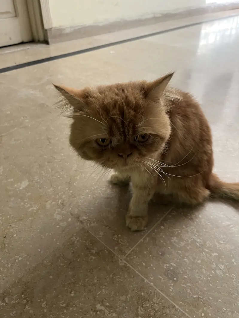 Punch cat for sale beautiful and healthy cat available for sale — photo 2