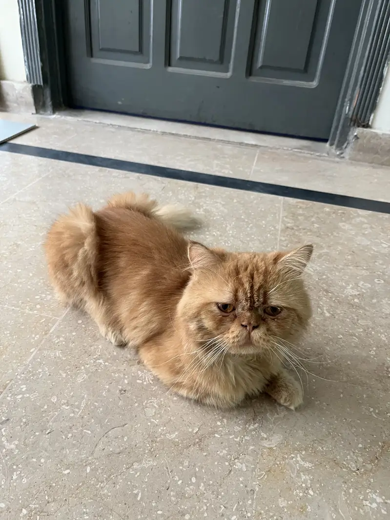 Punch cat for sale beautiful and healthy cat available for sale — photo 3
