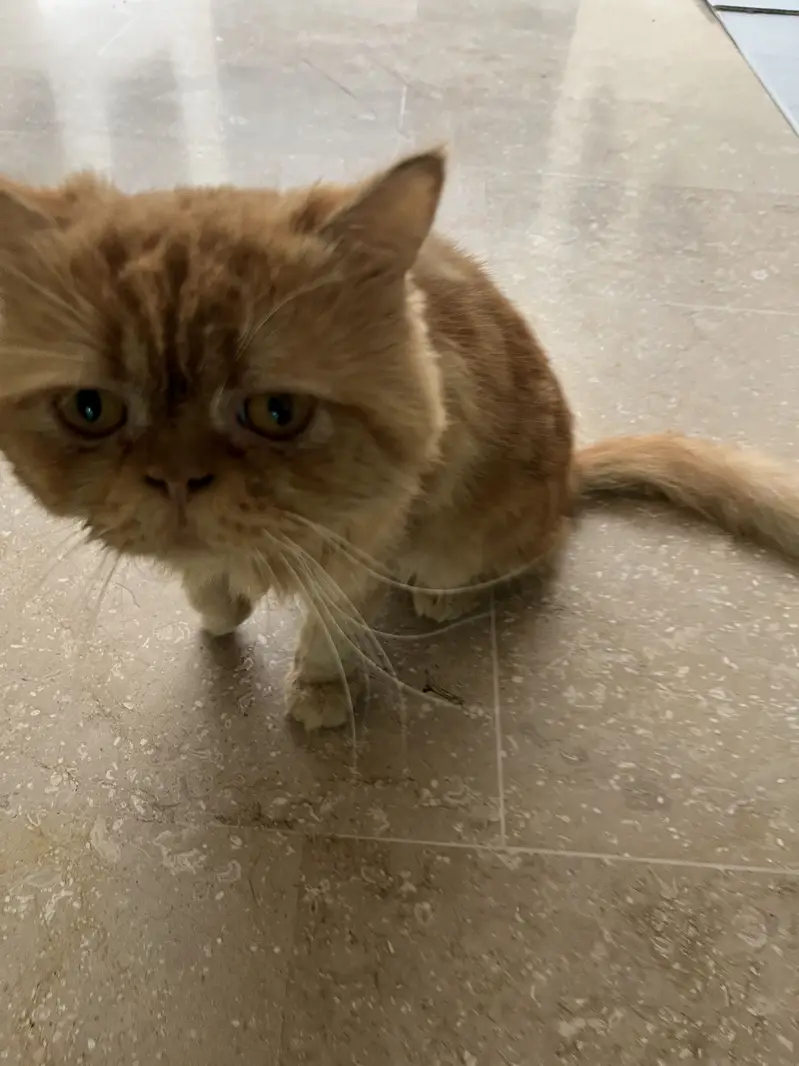 Punch cat for sale beautiful and healthy cat available for sale — photo 4