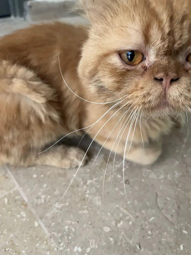 Punch cat for sale beautiful and healthy cat available for sale — photo 5