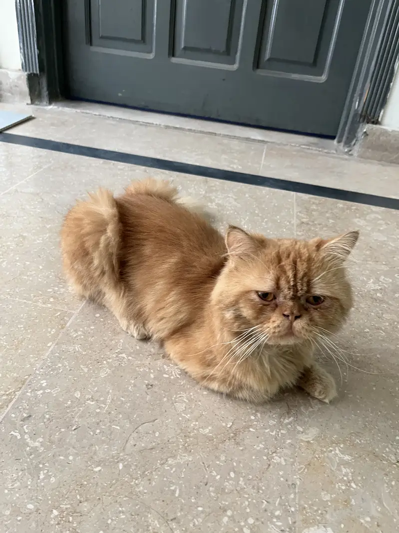 Punch cat for sale beautiful and healthy cat available for sale — photo 6