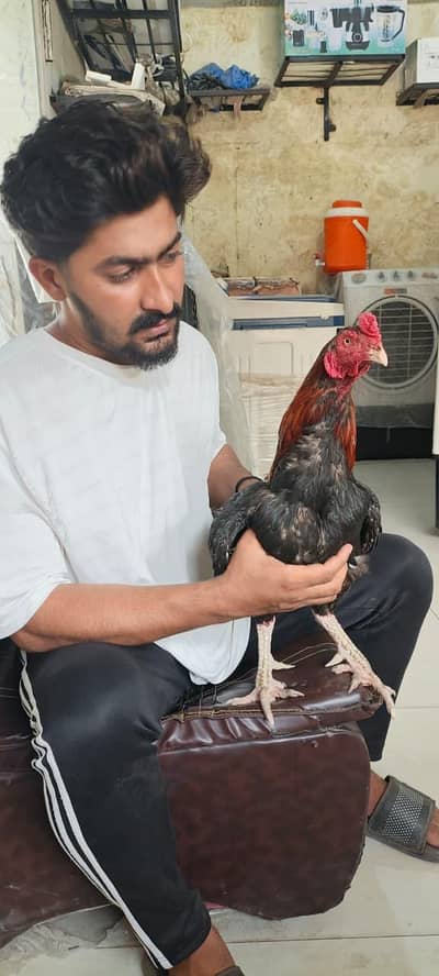 Aseel Sindhi 17month age for sale