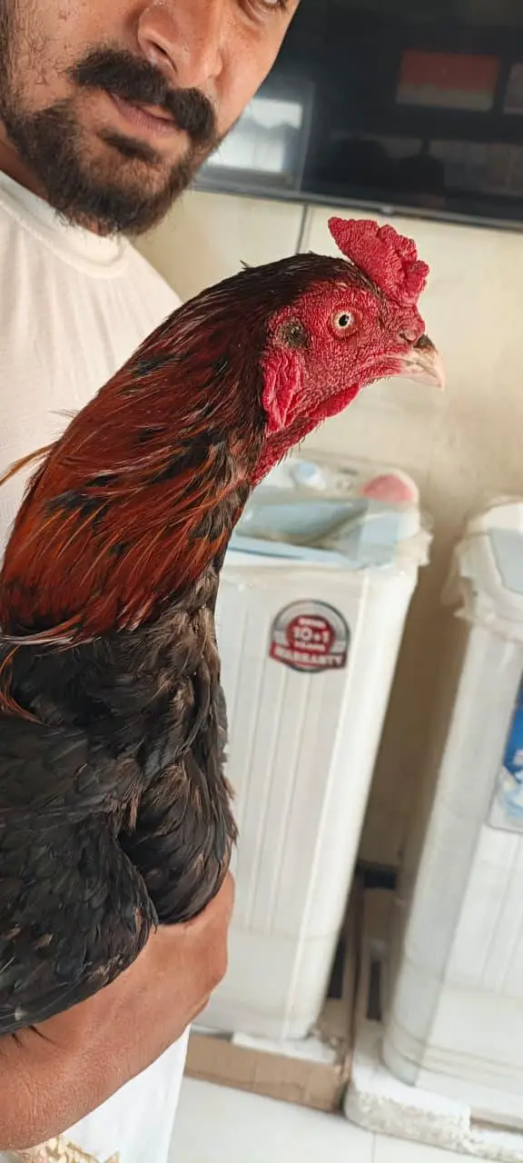 Aseel Sindhi 17month age for sale — photo 3