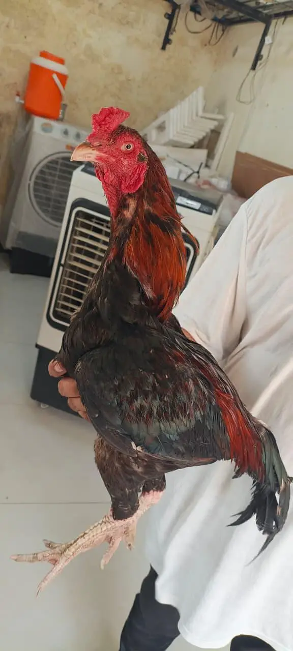 Aseel Sindhi 17month age for sale — photo 4