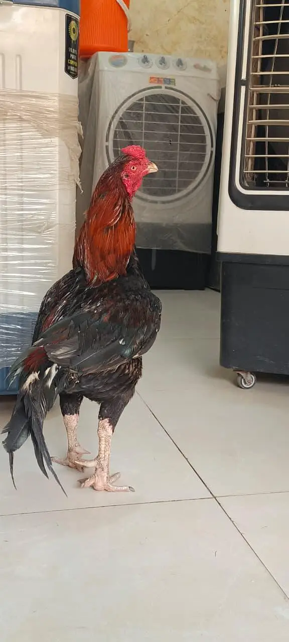 Aseel Sindhi 17month age for sale — photo 5