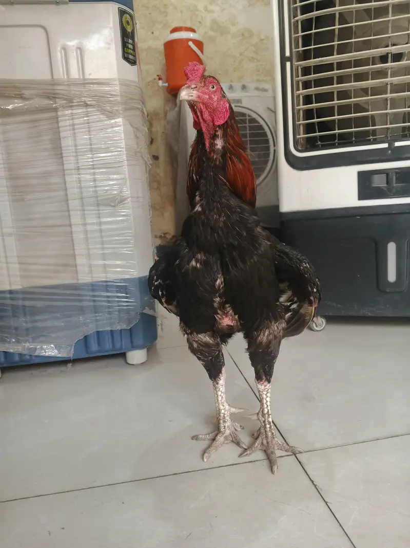 Aseel Sindhi 17month age for sale — photo 6
