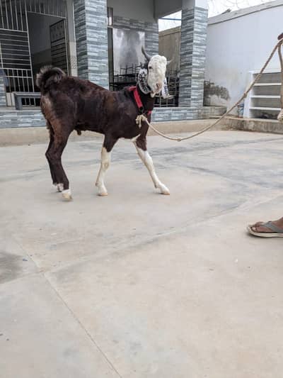 Bakra