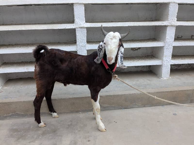 Bakra 1