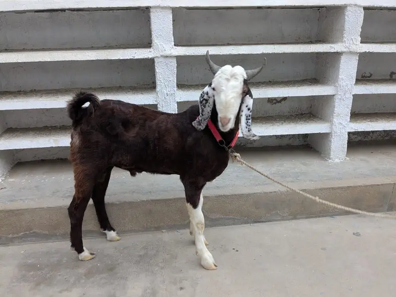 Bakra — photo 2