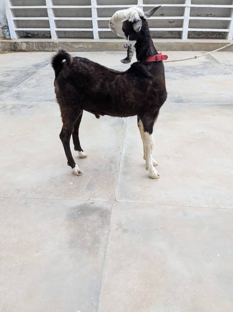 Bakra 3
