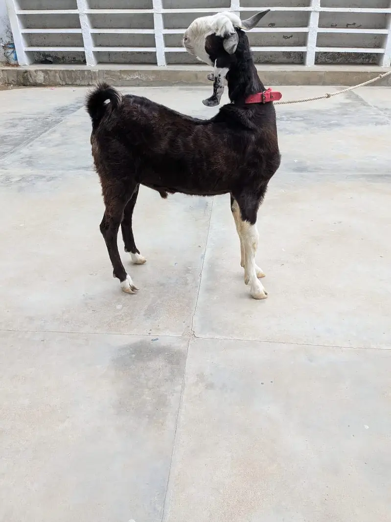 Bakra — photo 4