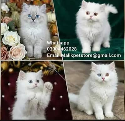 Persian Kittens | Persian Cat | Punch Face Persian | Triple Coated