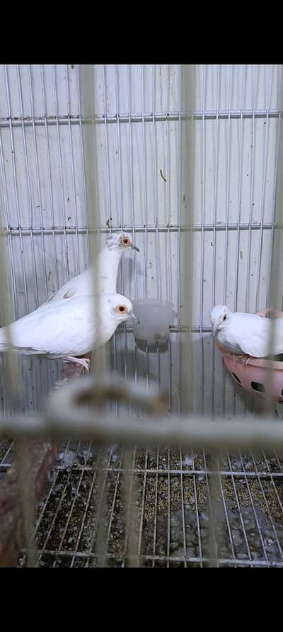 pied dove