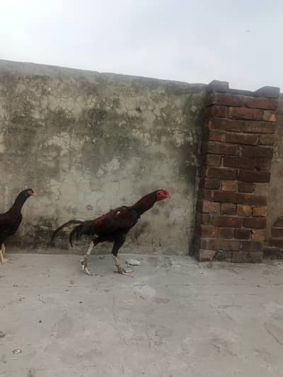 aseel pair