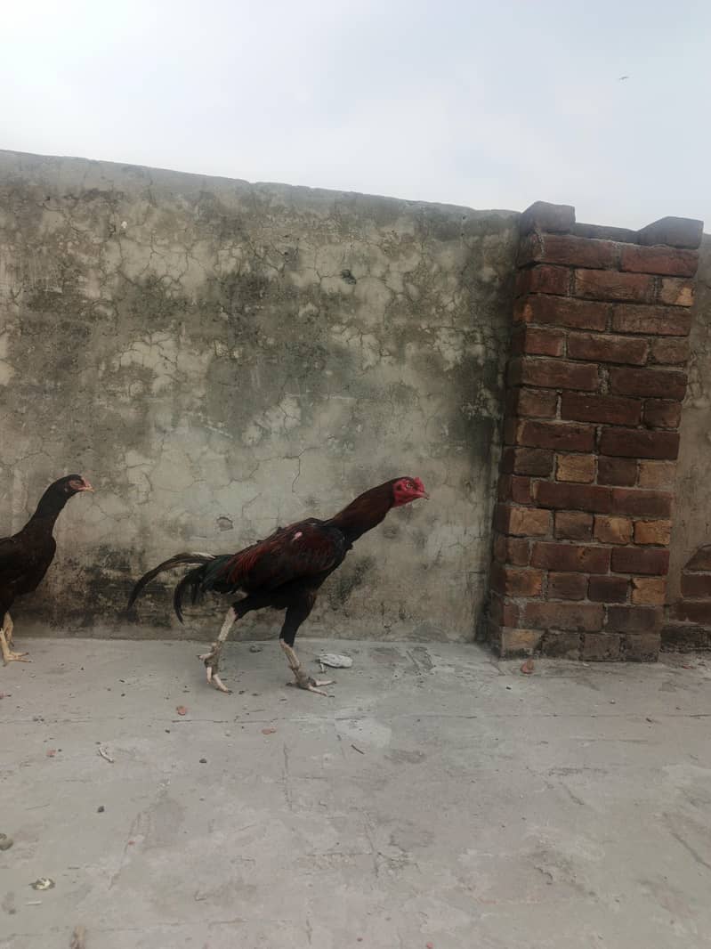 aseel pair 0