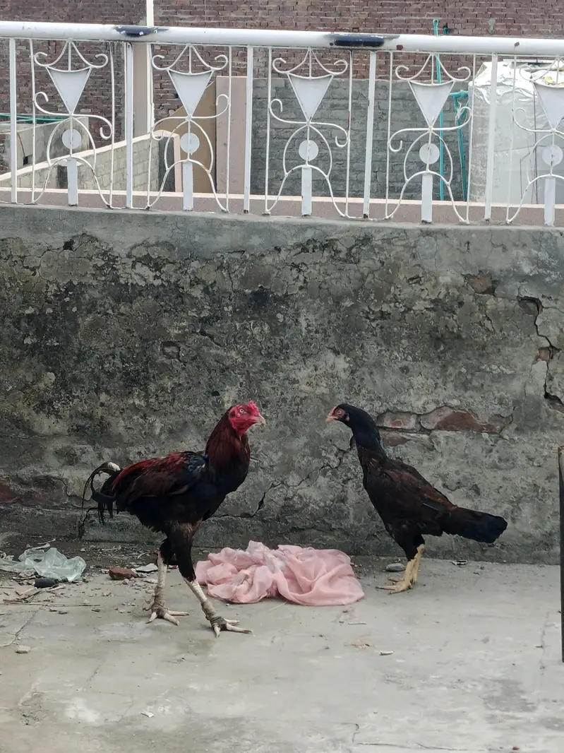aseel pair — photo 3