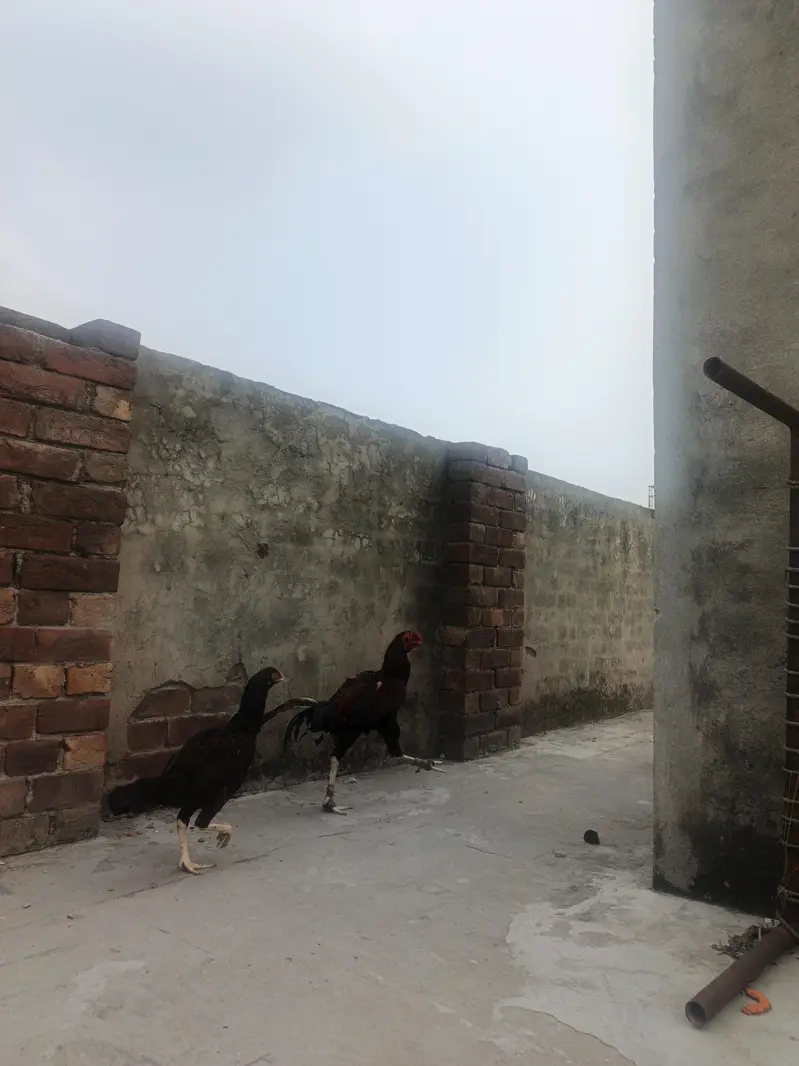 aseel pair — photo 4
